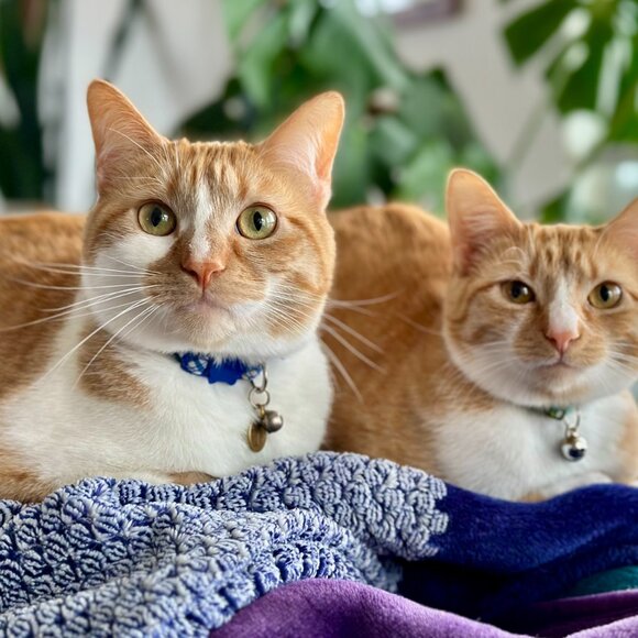 Meet your Posher, Amy - Picture 3 of 6